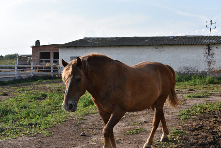 horse on a ranch