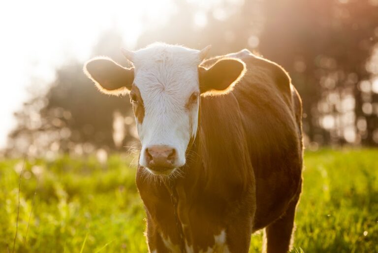 cow on farm California Ranch