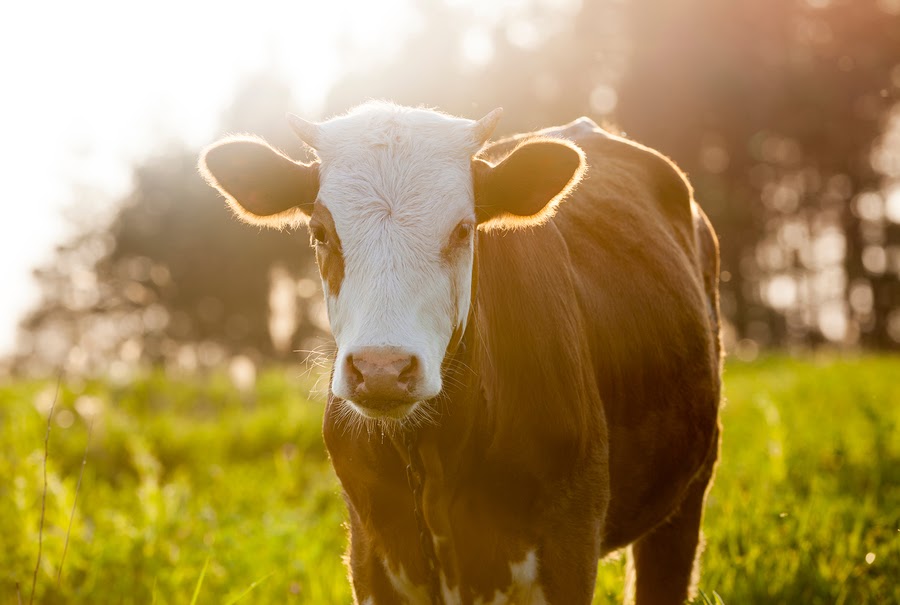 How To Start A Farm In California