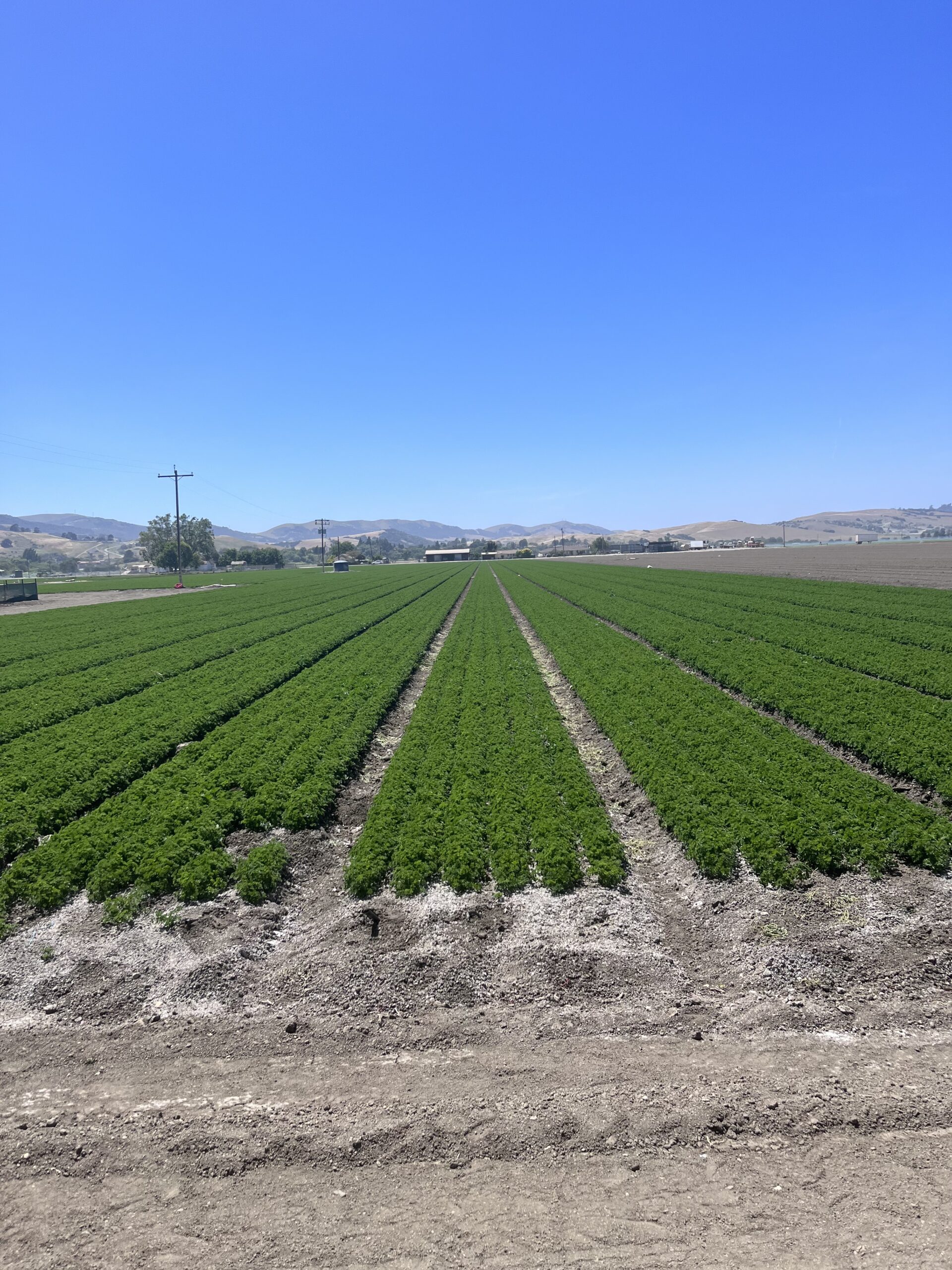 550 Cagney Rd – Farmland in San Juan Bautista CA 95045