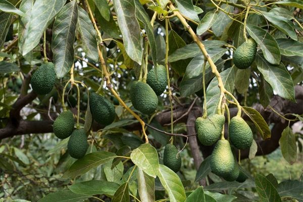 Agricultural products in California