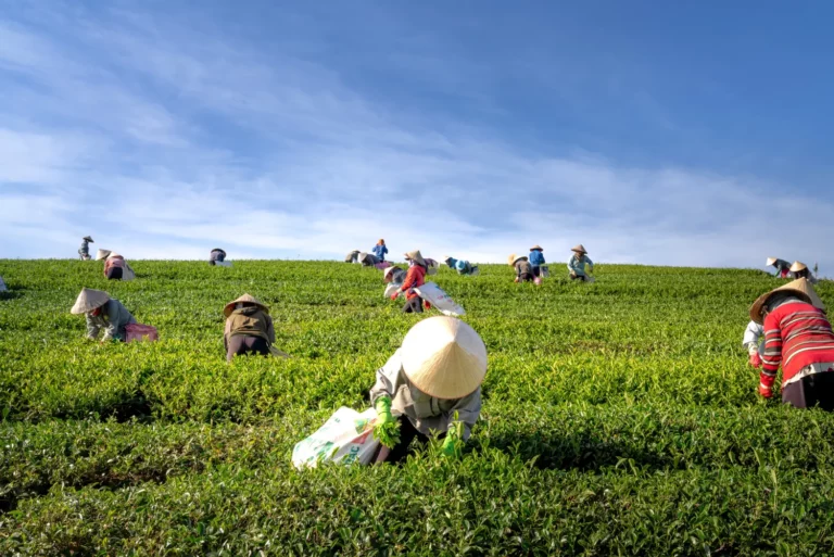 The Agriculture Industry is Booming in San Benito County, Making Right Now the Ideal Time to Invest