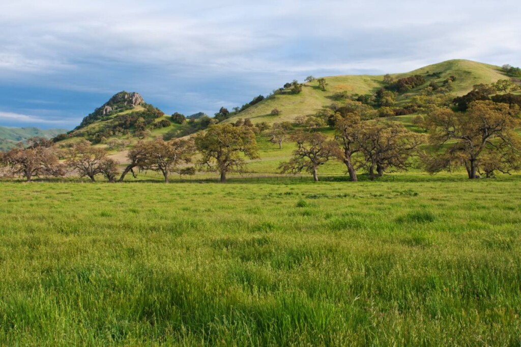 A grassy field of land for sale near Hollister, California (CA)