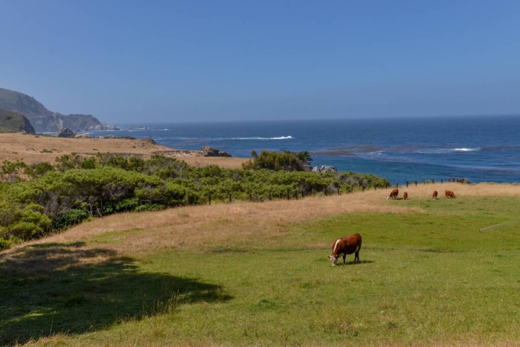 Grazing cattle near King City representing cattle ranch land in Monterey County