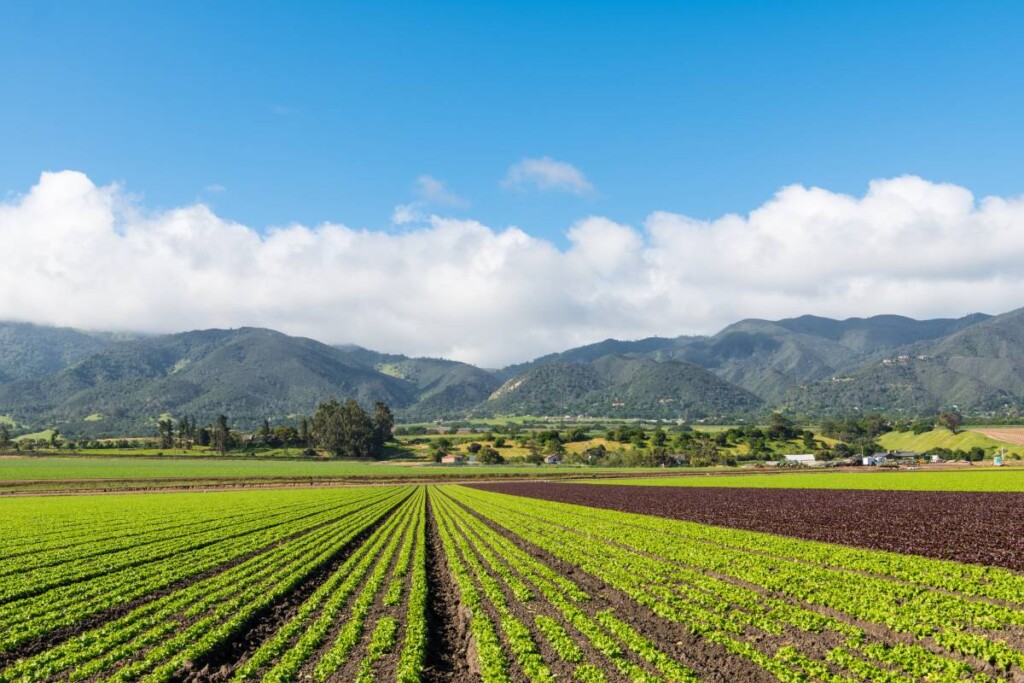 Rows of crops in the Salinas Valley representing Salinas Valley farmland
