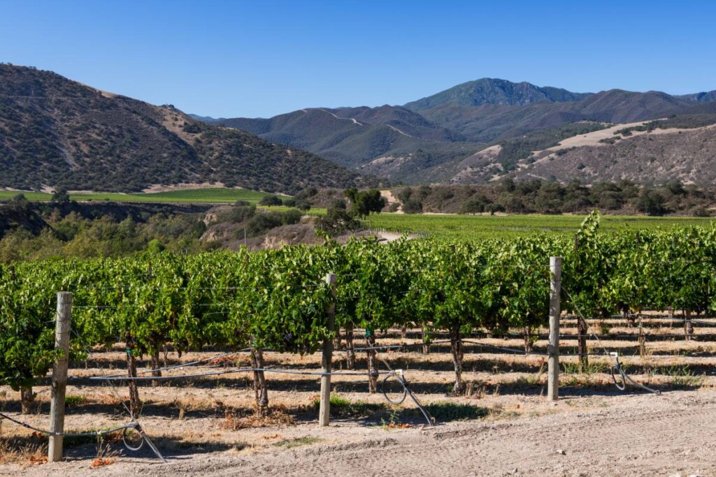 Vineyards along the Arroyo Seco Bench representing Arroyo Seco AVA vineyard real estate