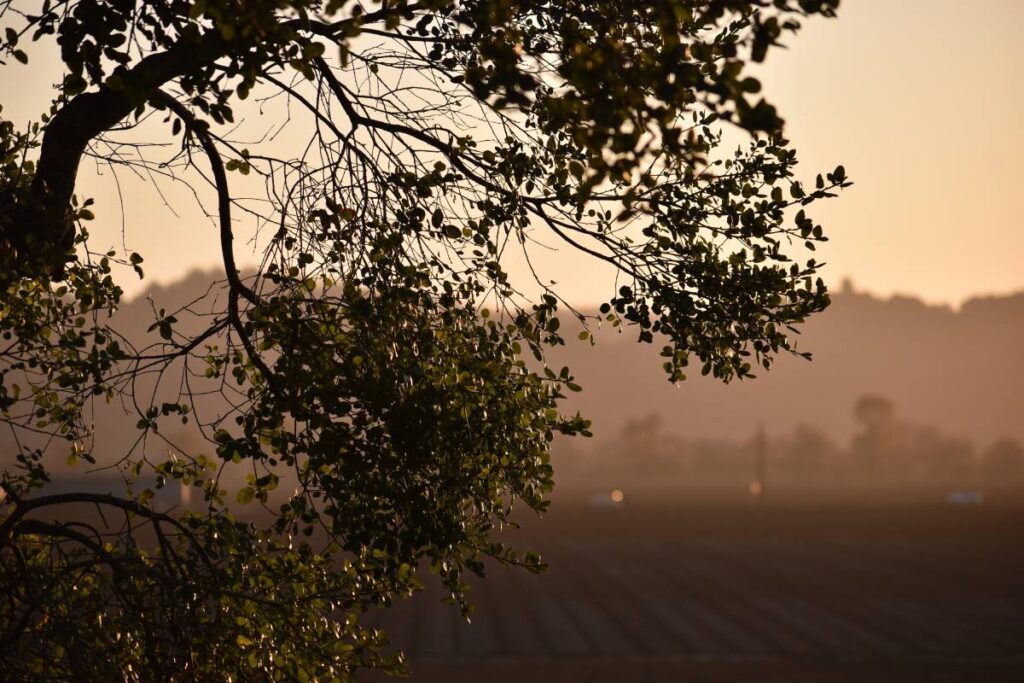 Rows fields in the Pajaro Valley representing Watsonville real estate and agricultural land in Santa Cruz County