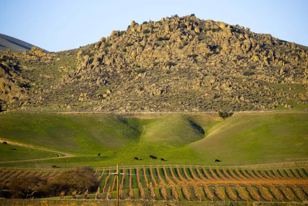A view of vineyards and working ranch land near Paicines representing South County real estate in San Benito County