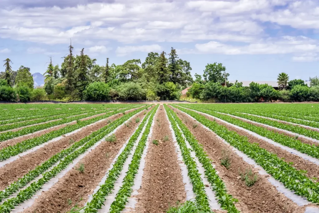 A view of row-crop farmland on the outskirts of Gilroy, CA representing agricultural land for sale near Gilroy