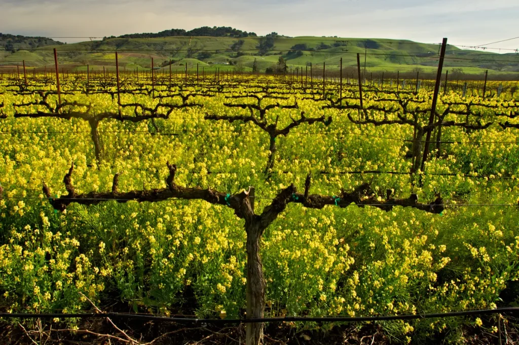 A view of vineyards in the Hecker Pass hills west of Gilroy representing ranch and wine-country property near Gilroy
